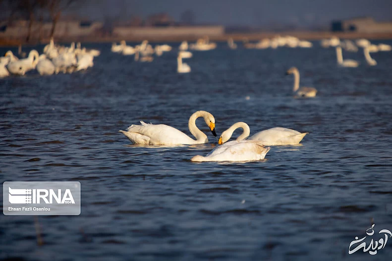 (تصاویر) قوهای فریادکش در تالاب سرخرود